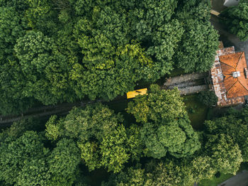 High angle view of plants in market