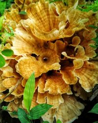 Close-up of mushrooms