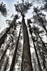 Low angle view of trees in forest against sky