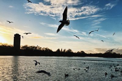 Seagull flying over sea