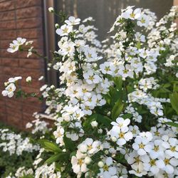 Close-up of white flowers