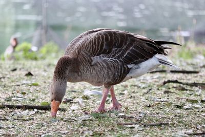 Side view of a bird on field