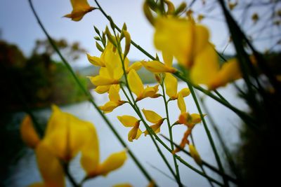 Close-up of yellow flowering plant against sky