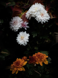 Close-up of flowers