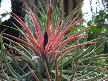 Close-up of succulent plant