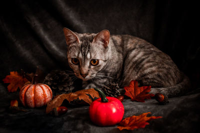 Portrait of a cat