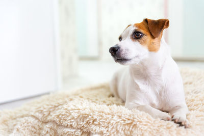 A beautiful dog jack russell lies on a fluffy blanket, stretches his legs forward, looking away. 