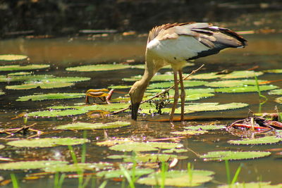 Bird perching on a lake