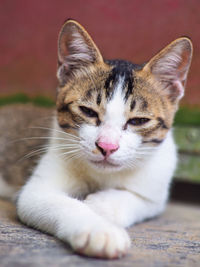 Close-up portrait of a cat