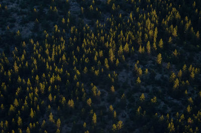 Full frame shot of trees growing in forest