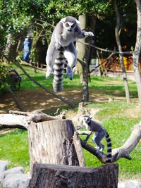 Sheep on tree in zoo