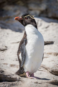 Close-up of penguin on rock at beach