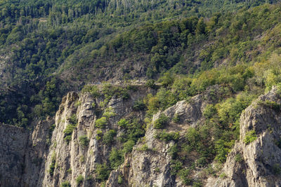 Panoramic view of pine trees in forest