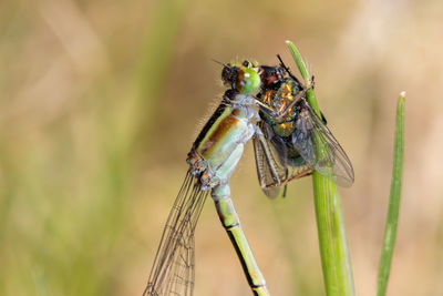 Close-up of insect on plant