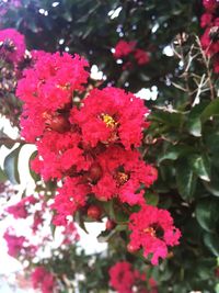 Close-up of pink flowers