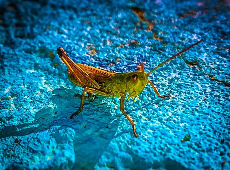 animal themes, one animal, animal, insect, animal wildlife, invertebrate, animals in the wild, close-up, nature, no people, grasshopper, blue, day, animal body part, outdoors, animal wing, animal antenna, full length, zoology, green color