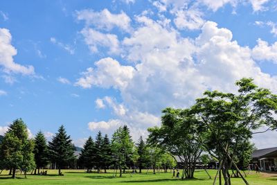 Trees on field against sky