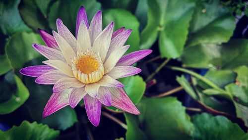 Close-up of purple flowering plant