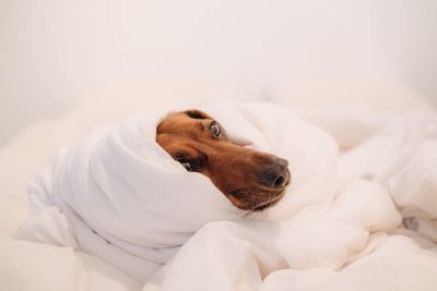 Portrait of dog lying on bed