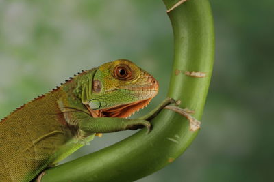 Iguana Reptile