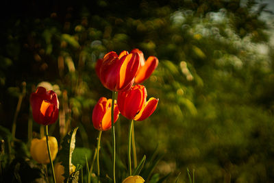 Close-up of flowers blooming outdoors