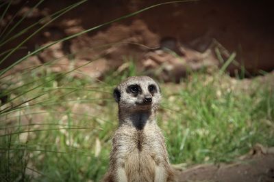 Portrait of meerkat on field