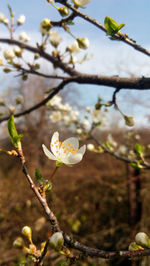 Close-up of apple blossoms in spring against sky