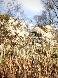 Close-up of flowering plants on field against sky