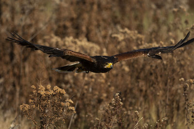 A trained harris's hawk in flight, scientific name, parabuteo unicinctus.