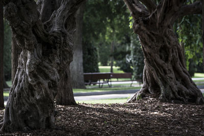 Trees at park