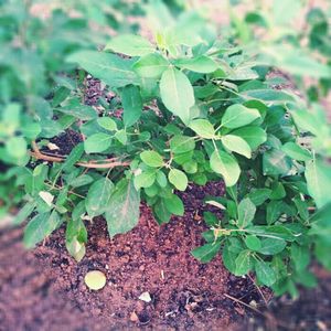 Close-up of plant growing outdoors