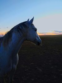 Horse standing in a field
