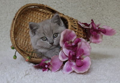 Close-up of kitten in basket