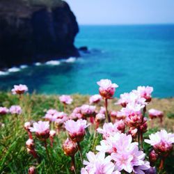 Close-up of pink flowers on beach