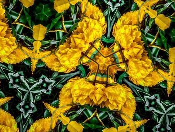 Close-up of yellow marigold flowers blooming outdoors