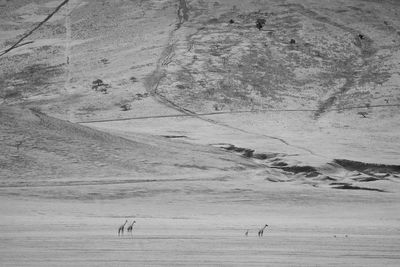 View of birds on land
