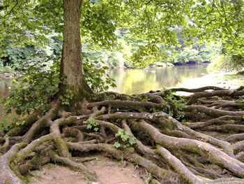 Stream in forest