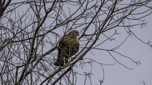 Low angle view of bird perching on tree against sky