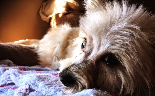 Close-up of dog lying down