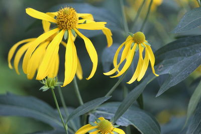 Close-up of coneflowers blooming at park