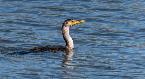 High angle view of duck swimming in lake