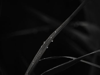 Close-up of wet plant against black background