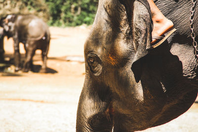 Close-up of elephant