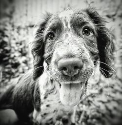 Close-up portrait of dog