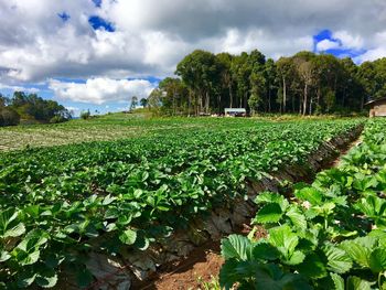 Plants growing on field against sky