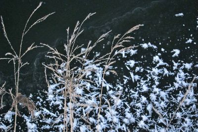 Snow covered land and trees