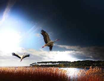 Bird flying over the sky