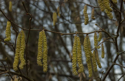 Close-up of plant hanging on tree