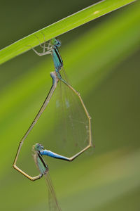 Couple of damselflies mating 