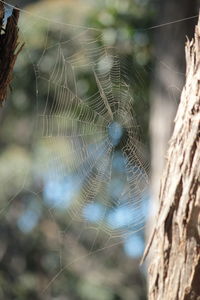 Close-up of spider web